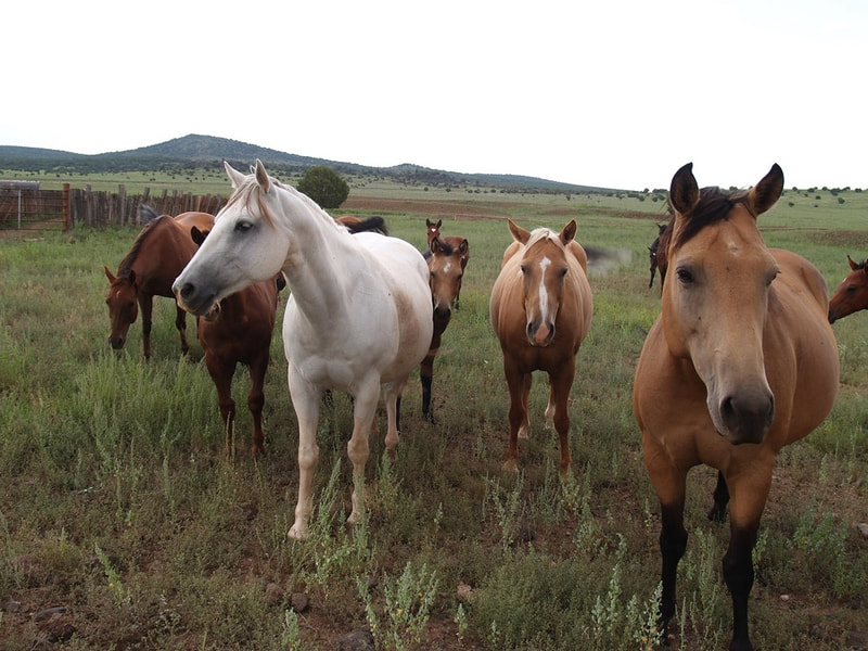 How to Buy Off-Grid Land in Arizona: A Complete Field Guide Thumbnail